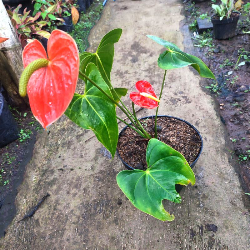 Jual Tanaman Hias Indoor Bunga Anthurium Berbunga Shopee Indonesia