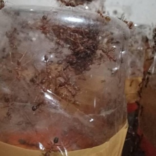 Jual MASTER RATU SEMUT RANGRANG PRODUKTIF !! | Shopee Indonesia
