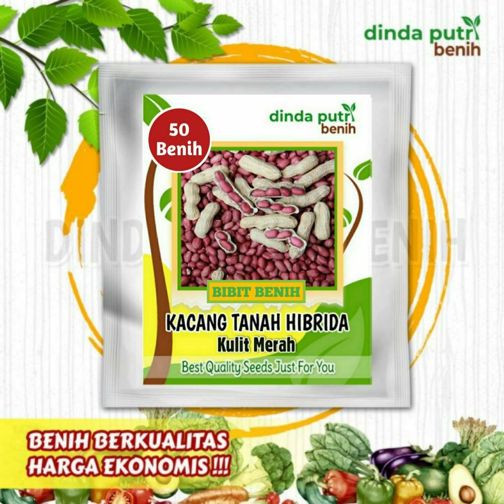 Jual Benih Kacang Tanah Hibrida Kulit Merah 50 Biji Benih Sayuran