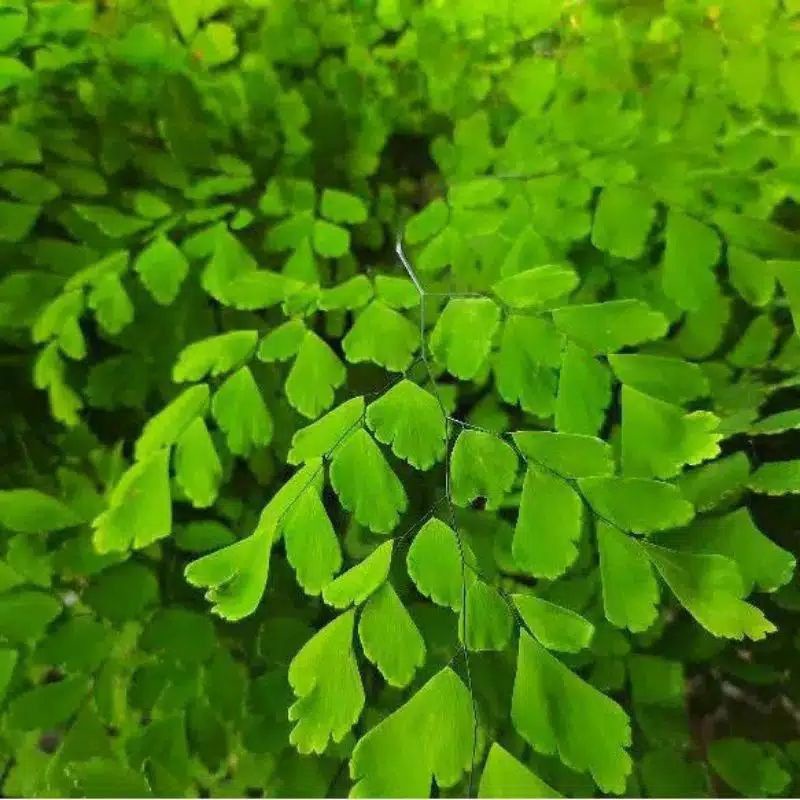 Jual TANAMAN HIAS DAUN SUPRIL//DAUN SUPRIL KERITING CANTIK | Shopee ...