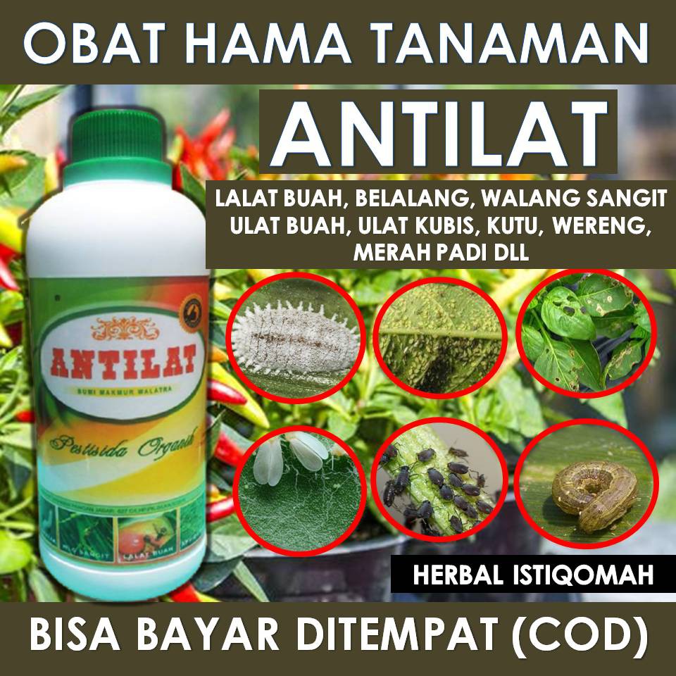 Jual Pestisida Organik Antilat Obat Hama Lalat Buah Walang Sangitkutu Putihkebul Untuk 9684