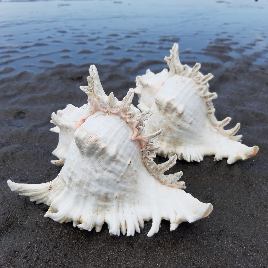 Jual Cangkang Kerang hias / cangkang kerang laut / cangkang kerang ...