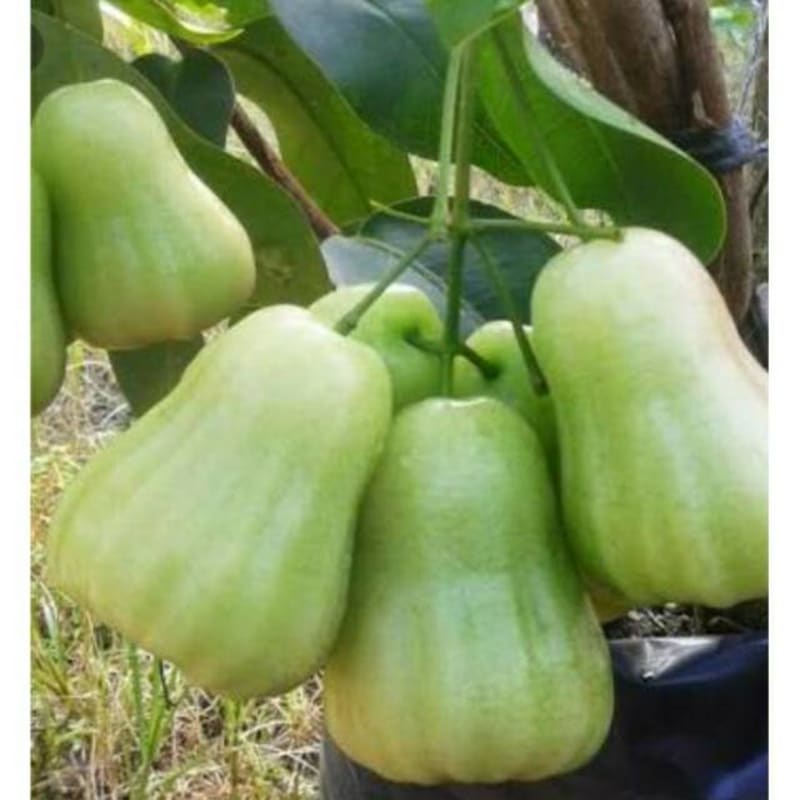 BIBIT POHON JAMBU DELI MADU OKULASI