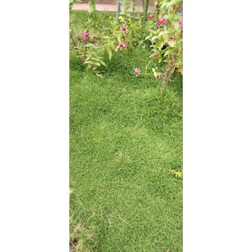 Jual jual rumput Jepang hidup / rumput taman | Shopee Indonesia