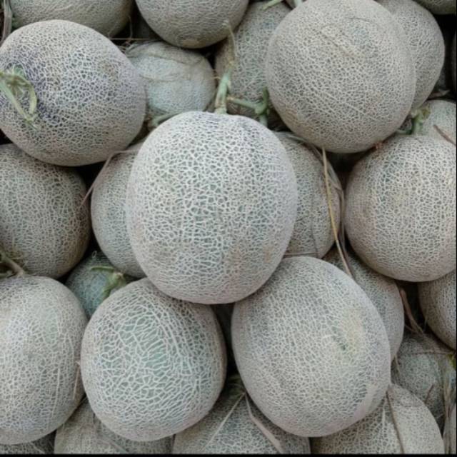 Jual 30 butir Benih biji buah melon merah,termurah Shopee Indonesia