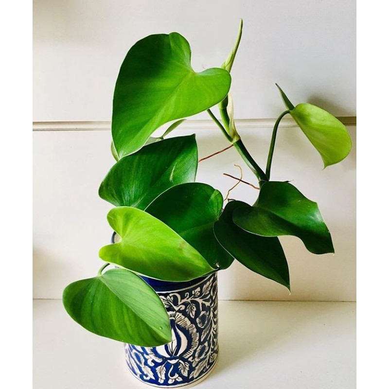 Jual TANAMAN HIAS PHILODENDRON MICROSTICTUM (buy 1 get 1) | Shopee Indonesia