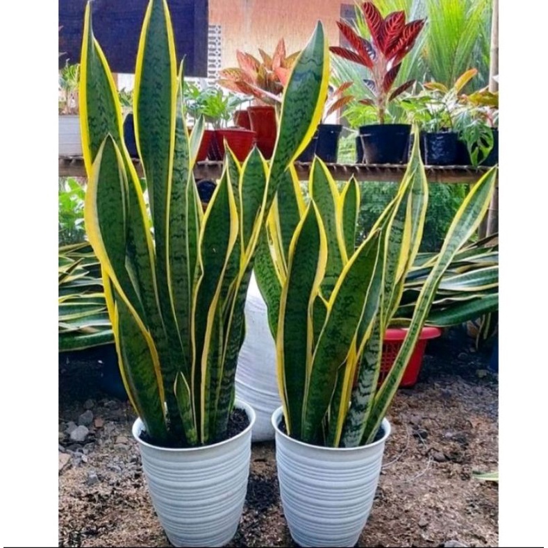 Jual Tanaman hias sansevieria trifasciata / tanaman lidah mertua ...
