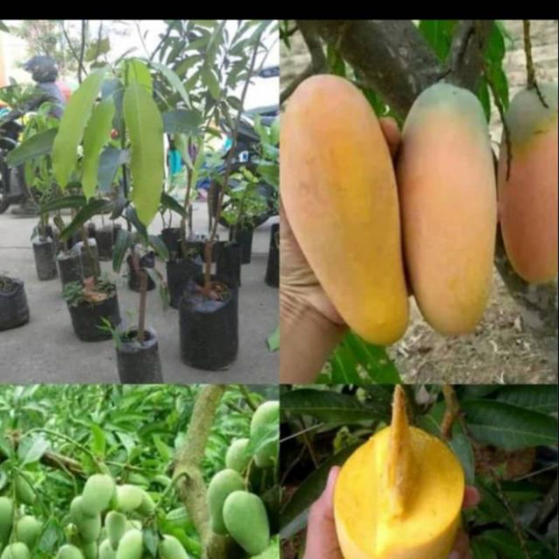 Jual Bibit mangga cokanan mangga chokanan okulasi | Shopee Indonesia