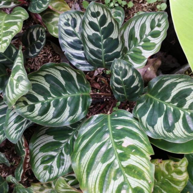 Jual Tanaman Hias Calathea Makoyana Shopee Indonesia