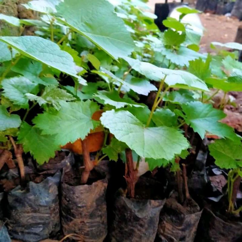 Jual ANGGUR LOKAL ISABEL SUPER. MUDAH BERBUAH | Shopee Indonesia