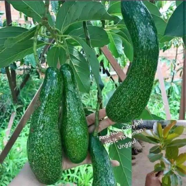 Bibit alpukat aligator HASIL STEK super unggul dan cepat berbuah jumbo
