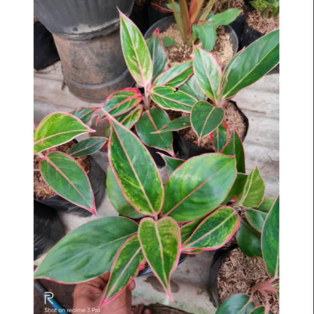 Jual Aglaonema lipstick clasik - aglaonema black lipstick - aglaonema  lipstick clasik - aglaonema | Shopee Indonesia