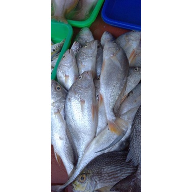 Jual Ikan Samgeh / Samge Segar 1kg | Shopee Indonesia