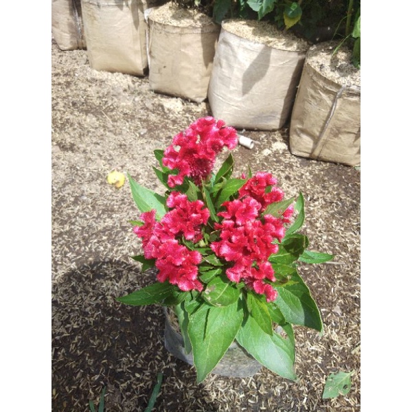 Jual Bunga Jengger Ayam Terlengkap & Harga Terbaru Juli 2026 | Shopee ...