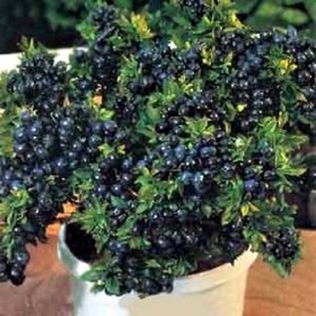 KedaiBenih Bibit Buah Blue Berry ~ 10 Biji