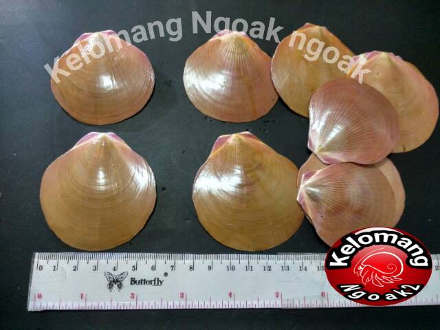Jual Cangkang Kerang Kipas Merah Tipis | Shopee Indonesia