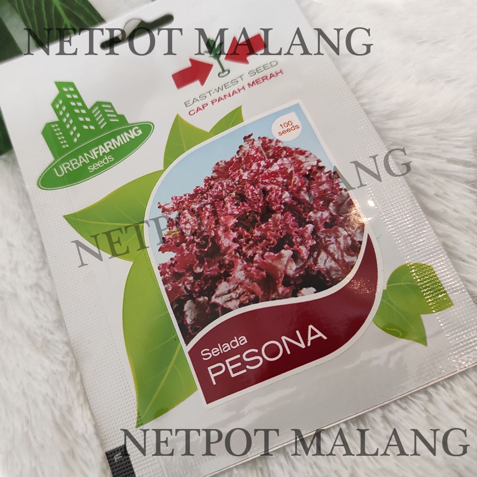 Jual Benih Selada Merah Pesona Cap Panah Merah Urban Farming Seed Original Starter Pack Shopee