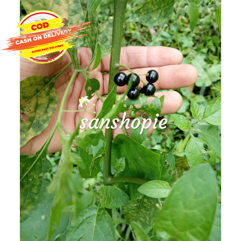 Jual Buah Ranti Atau Bah Leunca Hutan 50 Gram | Shopee Indonesia