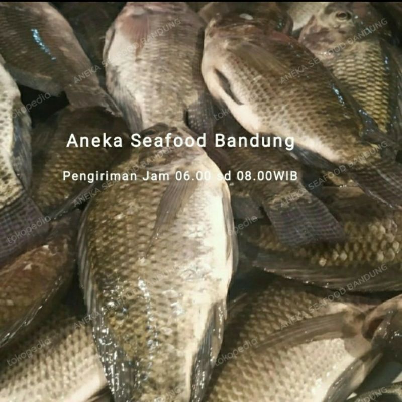 Jual Ikan Nila Mujair Segar 1kg Shopee Indonesia