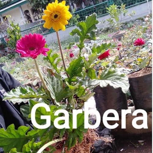 Jual Bunga Garbera/Hebras | Shopee Indonesia