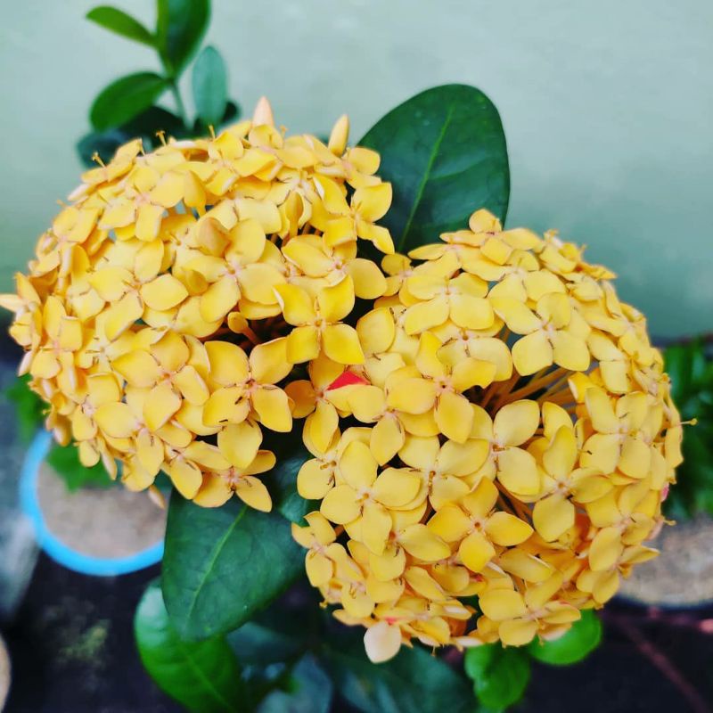Jual {BISA COD} tanaman bunga asoka kuning tanaman asoka bunga kuning ...