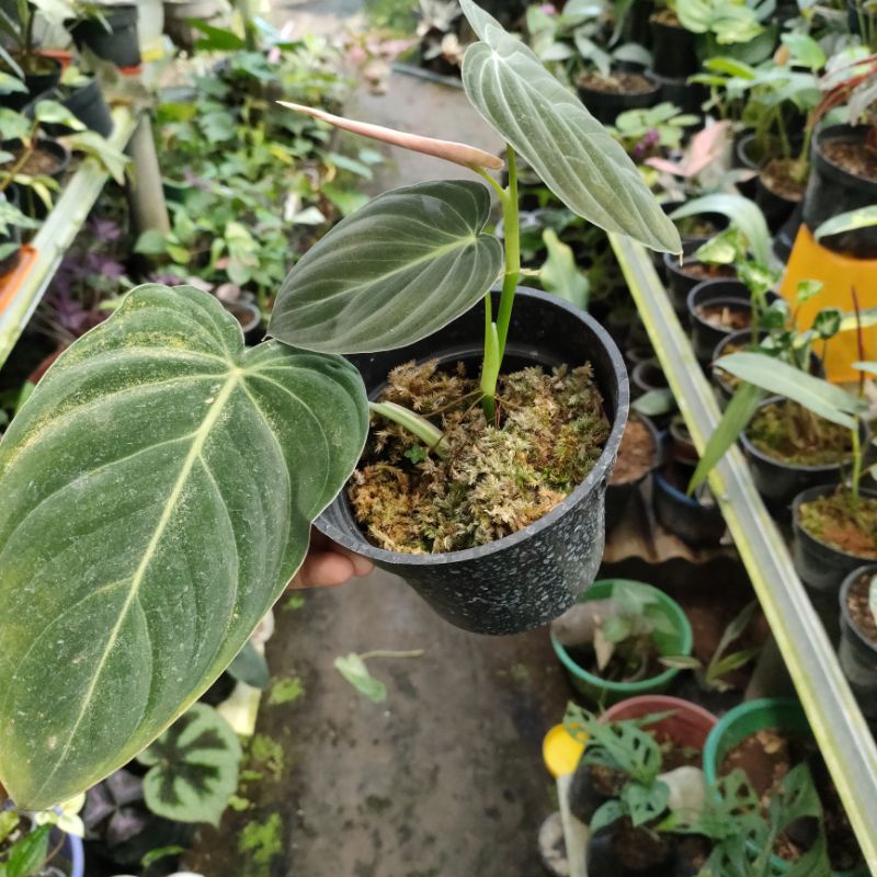 Jual Philodendron atau philo Melano Narrow (Khusus P.Jawa dan Bali ...