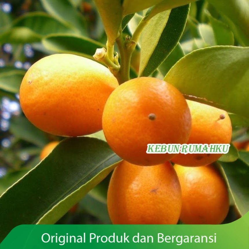 Jual Bibit Jeruk Nagami Berbuah Hasil Okulasi Shopee Indonesia