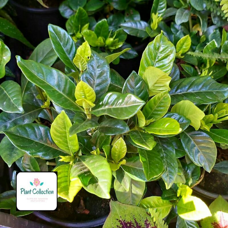 Jual TANAMAN HIAS GARDENIA JASMINOIDES/KACA PIRING -tamaman Hidup-bunga ...