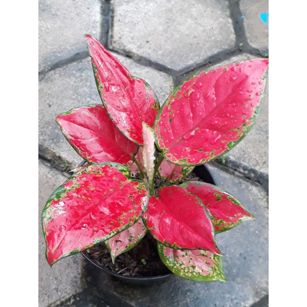 Jual RED ANJA | Shopee Indonesia