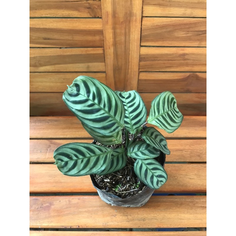 Jual Calathea Burle Maxii Calathea Spat Ekor Merak Shopee Indonesia