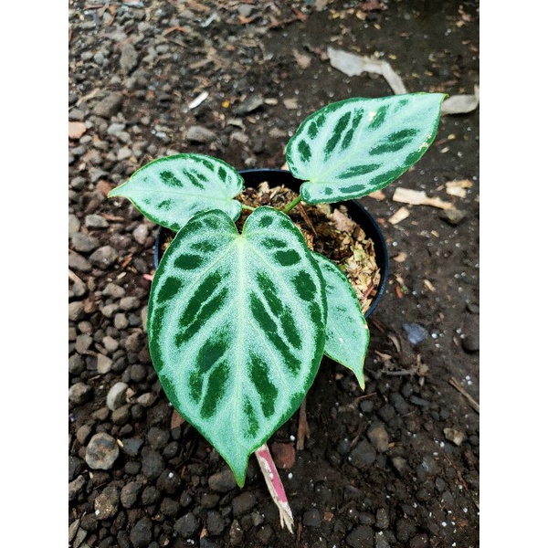 Jual anthurium silver chrome | Shopee Indonesia