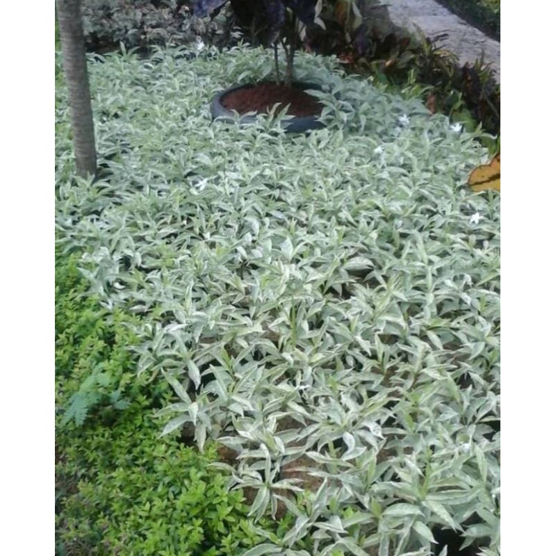 Jual Pohon saberna putih / Sabrina rombusa mini | Shopee Indonesia