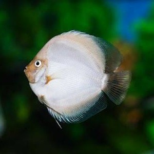 Jual discus white diamond 2