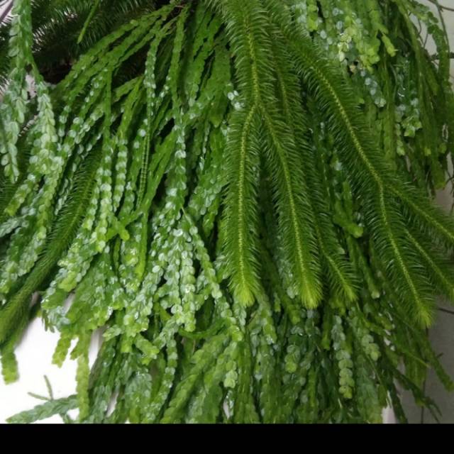 Jual Tanaman rumpai licopodium Xl | Shopee Indonesia