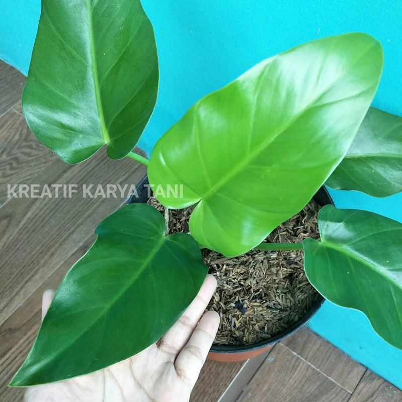 Jual Tanaman hias philodendron marble - Philo marble - Philodendron ...