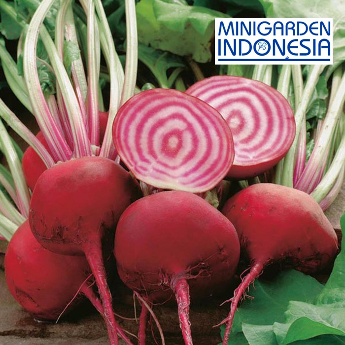 Jual Benih BEETROOT CHIOGGIA 20 BIJI IMPORT F1 Mr Fothergills bibit ...