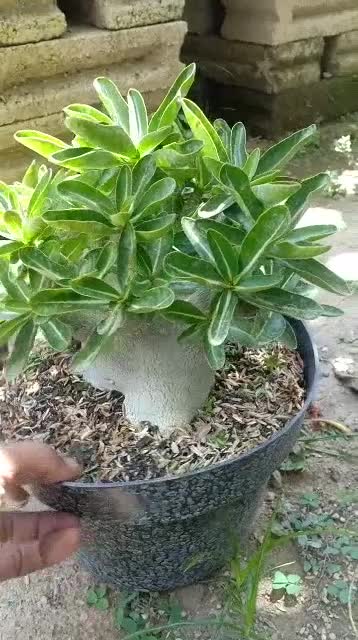 Jual Arabicum adenium big size | Shopee Indonesia