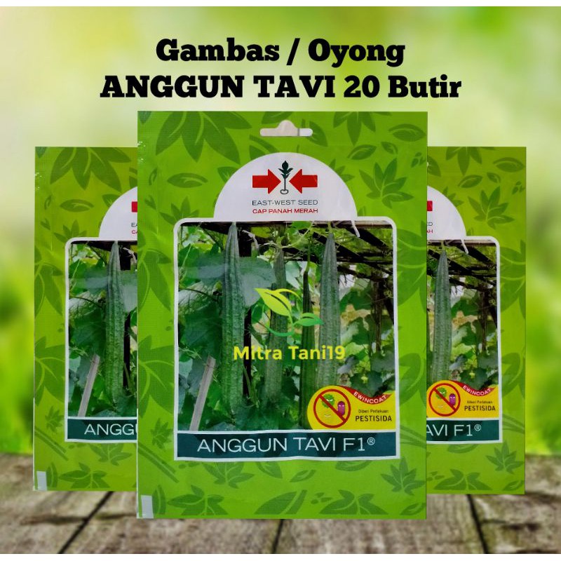 Jual Benih Bibit Tanaman Sayur Sayuran Hidroponik Oyong Gambas Anggun