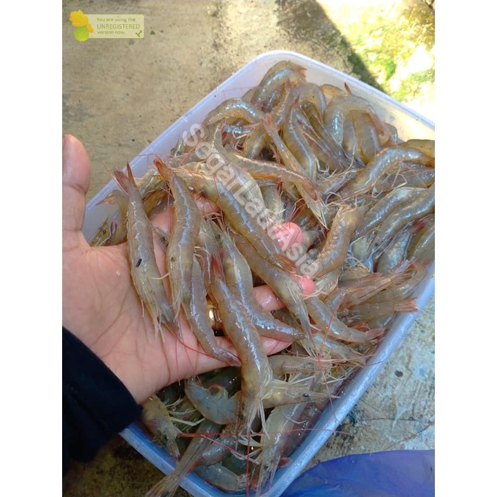 Jual Udang Api Segar / Udang Api Api 1kg Hasil Laut Segar Sefood Fresh ...