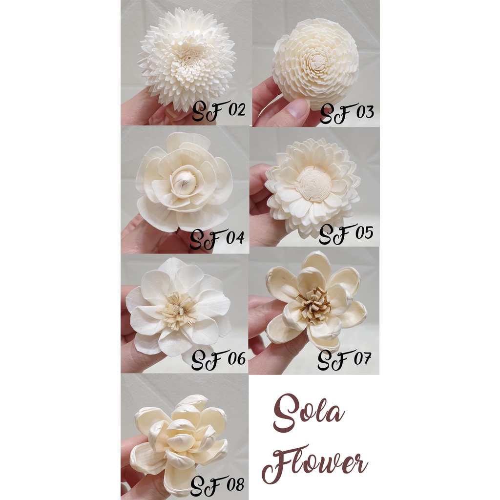 Jual SOLA FLOWER 5-7cm / bunga sola / sola wood import diffuser ...