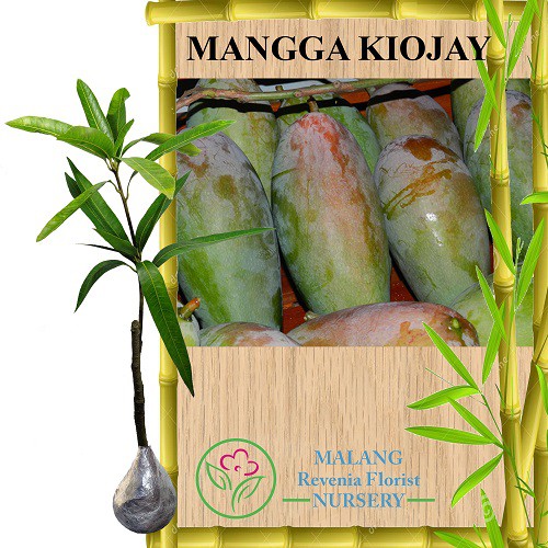 Jual Tanaman Mangga Kiojay (Tinggi 40-60 cm) | Shopee Indonesia