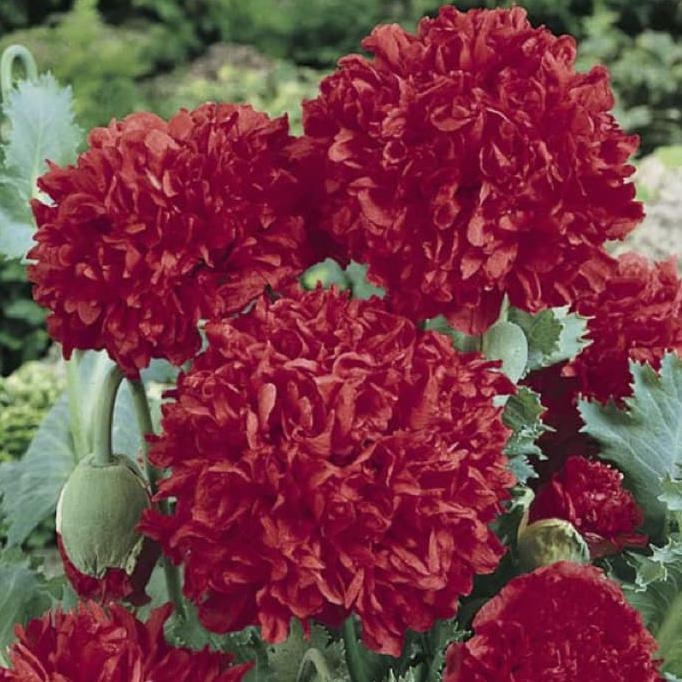 Jual Ini Benih Biji Bunga Giant Double Red Daisy Shopee Indonesia