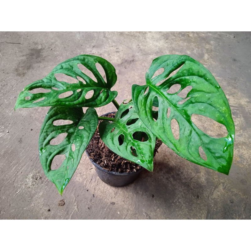 Jual monstera (janda bolong) acuminata | Shopee Indonesia