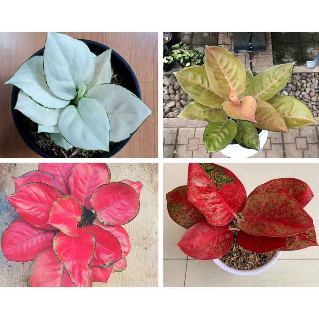 Jual Paket Bonggol Aglonema Sultan Brunei Super White Red Anjamani Red Tanaman Hias Hidup