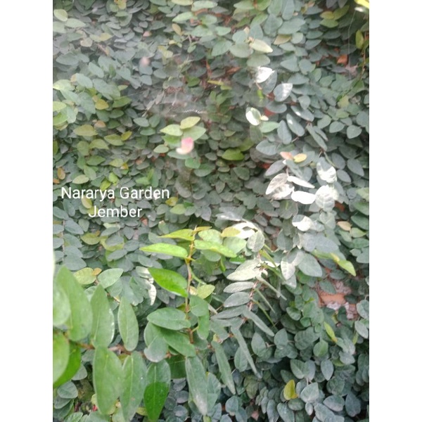 Jual DOLLAR RAMBAT MINI/FICUS PUMILA ( MINMAL ORDER 20 RIBU ) | Shopee ...