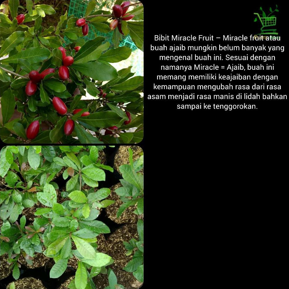 Jual Bibit Tanaman Bibit Pohon Magic Fruit Tanaman Miracle Buah Ajaib ...