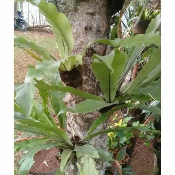 Jual bibit Kadaka Size Mini Kadaka Tempel Tanaman Hias Daun | Shopee ...