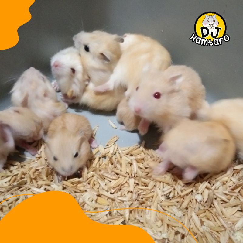 White best sale pearl hamster