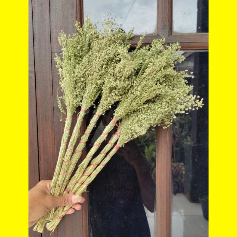 Jual SPRINGKEL/WILDERY GRASS/bungga kering hampres dekorasi rustic ...