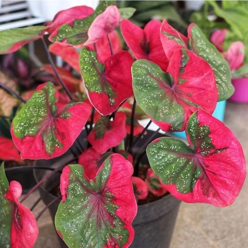 Jual Caladium Baret Merah Thailand 1-3 Daun bukan bonggol sudah keluar ...